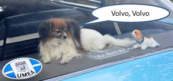 Skällande hund